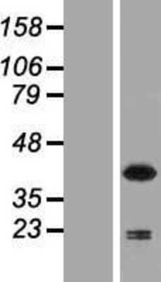Western Blot: NCF4 Overexpression Lysate (Adult Normal) [NBP2-09005] Left-Empty vector transfected control cell lysate (HEK293 cell lysate); Right -Over-expression Lysate for NCF4.