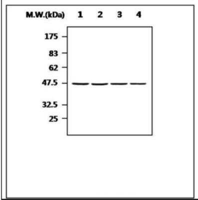 Western Blot: NCK1 Antibody (11D10) [NBP2-11535] - Lane 1: Hela cell lysate. Lane 2: RD cell lysate. Lane 3: PC12 cell lysate. Lane 4: NIH3T3 cell lysate.