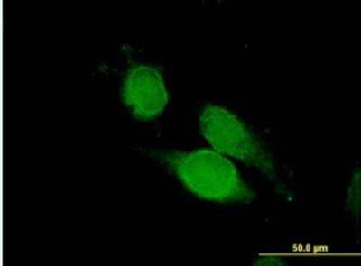 Immunocytochemistry/Immunofluorescence: NCK1 Antibody [H00004690-B01P-50ug] - Purified MaxPab antibody to NCK1 on HeLa cell. [antibody concentration 20 ug/ml]
