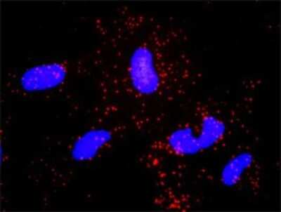 Proximity Ligation Assay: NCK1 Antibody [H00004690-D01P] - Analysis of protein-protein interactions between NCK1 and ABL2. HeLa cells were stained with anti-NCK1 rabbit purified polyclonal 1:1200 and anti-ABL2 mouse monoclonal antibody 1:50. Each red dot represents the detection of protein-protein interaction complex, and nuclei were counterstained with DAPI (blue).