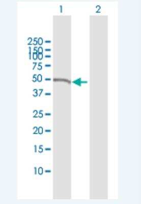 Western Blot: NCK1 Antibody [H00004690-B01P-50ug] - Analysis of NCK1 expression in transfected 293T cell line (H00004690-T01) by NCK1 MaxPab polyclonal antibody.  Lane 1: NCK1 transfected lysate(41.47 KDa). Lane 2: Non-transfected lysate.