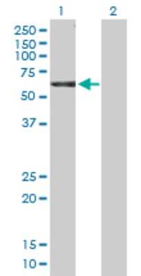 Western Blot: NCK1 Antibody [H00004690-D01P] - Analysis of NCK1 expression in transfected 293T cell line by NCK1 polyclonal antibody.Lane 1: NCK1 transfected lysate(42.90 KDa).Lane 2: Non-transfected lysate.