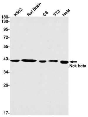 Western Blot: NCK2 Antibody (S01-3C6) [NBP3-15063] - Western blot detection of NCK2 in K562, Rat Brain, C6, 3T3, Hela cell lysates using NCK2 Rabbit mAb (1:1000 diluted). Predicted band size: 43kDa. Observed band size: 43kDa.