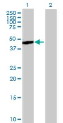 Western Blot: NCK2 Antibody [H00008440-B01P] - Analysis of NCK2 expression in transfected 293T cell line by NCK2 polyclonal antibody.  Lane 1: NCK2 transfected lysate(41.8 KDa). Lane 2: Non-transfected lysate.