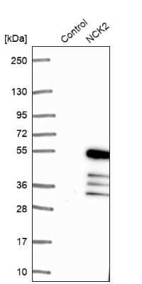 Western Blot: NCK2 Antibody [NBP1-82592] - Analysis in control (vector only transfected HEK293T lysate) and NCK2 over-expression lysate (Co-expressed with a C-terminal myc-DDK tag (3.1 kDa) in mammalian HEK293T cells).