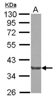 Western Blot: NCK2 Antibody [NBP2-19490] - Sample (30 ug of whole cell lysate) A: A549 7. 5% SDS PAGE gel, diluted at 1:10000.