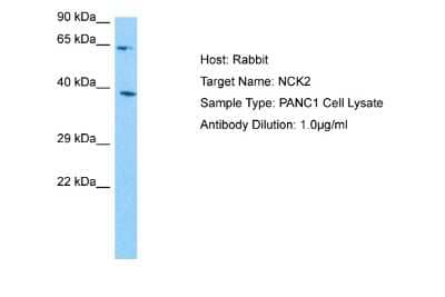 Western Blot: NCK2 Antibody [NBP2-87886] - Host: Rabbit. Target Name: NCK2. Sample Tissue: PANC1 Whole Cell lysates. Antibody Dilution: 1.0ug/ml