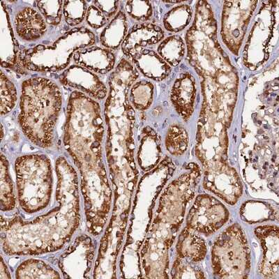 Immunohistochemistry-Paraffin: NCKAP5L Antibody [NBP1-93583] - Staining of human kidney shows strong cytoplasmic positivity in cells of tubules.