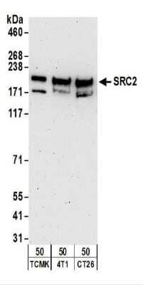 Western Blot: NCOA2 Antibody [NBP2-22162] - Western Blot: NCOA2 Antibody - hole cell lysate (50 ug) from TCMK-1, 4T1, and CT26.WT cells.  Antibodies: Affinity purified rabbit anti-NCOA2  used for WB at 1 ug/ml.  Detection: Chemiluminescence with an exposure time of 3 minutes.