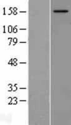 Western Blot: NCOA2 Overexpression Lysate (Adult Normal) [NBL1-13516] Left-Empty vector transfected control cell lysate (HEK293 cell lysate); Right -Over-expression Lysate for NCOA2.