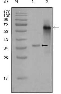 Western Blot: NCOA3/AIB1 Antibody (2C11B12) [NBP1-47424] - Analysis using NCOA3 mouse mAb against truncated Trx-NCOA3 recombinant protein (1) and truncated NCOA3 (aa1-200)-hIgGFc transfected CHOK1 cell lysate (2).