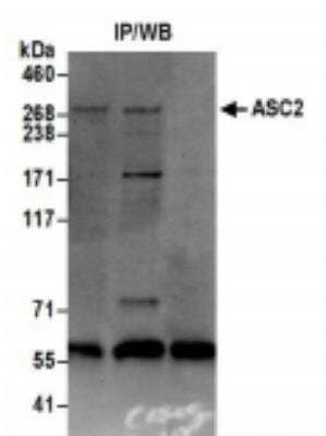 <b>Biological Strategies Validation. </b>Immunoprecipitation: NCOA6 Antibody [NB200-336] - Detection of Human ASC2 by Western Blot of  Immunoprecipitates