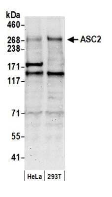 Western Blot: NCOA6 Antibody [NB200-336] - Detection of Human ASC2 by Western Blot. Samples: Nuclear extract (50 ug) from HeLa and 293T cells. Antibody: Affinity purified rabbit anti-ASC2 antibody NB200-336 used for WB at 0.1 ug/ml. Detection: Chemiluminescence with an exposure time of 30 seconds.