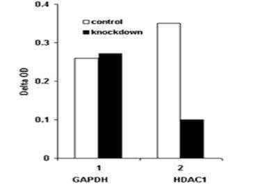 NCOR2 Quantification Kit [KA1543] - Quantification of HDAC1 knockdown in MCF-7 cells.