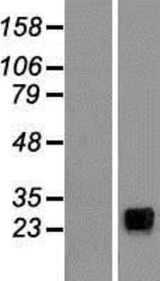 Western Blot NKp30/NCR3 Overexpression Lysate