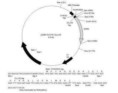 ND OLLAS/DYKDDDDK Vector [NBA1-07084] - NBA1-07084: Vector Map of pCMV-ND OLLAS