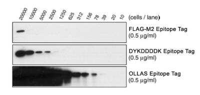 Western Blot: ND OLLAS/DYKDDDDK Vector [NBA1-07084] - Western blot comparison of binding sensitivity of Novus Biologicals' monoclonal antibodies anti-OLLAS NBP1-06713, anti-DYKDDDDK NBP1-06712 and the FLAG-M2* monoclonal antibody from Sigma-Aldrich. *FLAG TM and ANTI-FLAG TM are registered trademarks of Sigma-Aldrich Biotechnology LP and Sigma-Aldrich Co.