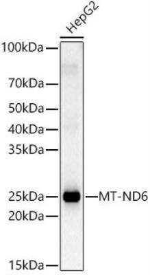 Western Blot: ND6 Antibody [NBP2-94464] - Analysis of HepG2, using MT-ND6 antibody  at 1:2340 dilution.Secondary antibody: HRP Goat Anti-Rabbit IgG (H+L)  at 1:10000 dilution.Lysates/proteins: 25ug per lane. Blocking buffer: 3% nonfat dry milk in TBST.Detection: ECL Basic Kit. Exposure time: 30s.