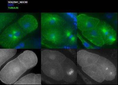 Immunocytochemistry/Immunofluorescence: NDC80 Antibody [42000002] - This image is specific to animal number SDQ2941  1:1000; Methanol fixation; 1 hr