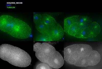 Immunocytochemistry/Immunofluorescence: NDC80 Antibody [42000002] - This image is specific to animal number SDQ2956  1:1000; Methanol fixation; 1 hr