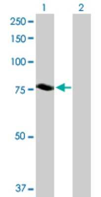 Western Blot: NDC80 Antibody [H00010403-D01P] - Analysis of NDC80 expression in transfected 293T cell line by NDC80 polyclonal antibody.Lane 1: NDC80 transfected lysate(73.90 KDa).Lane 2: Non-transfected lysate.
