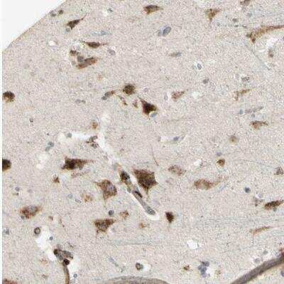 Immunohistochemistry-Paraffin NDFIP1 Antibody - BSA Free