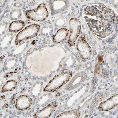 Immunohistochemistry-Paraffin NDFIP1 Antibody - BSA Free