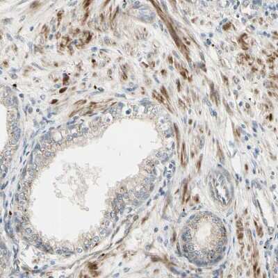 Immunohistochemistry-Paraffin NDFIP1 Antibody - BSA Free