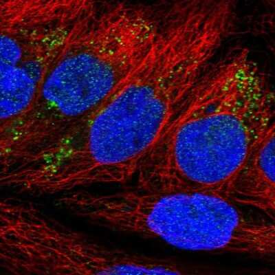 Immunocytochemistry/ Immunofluorescence NDFIP2 Antibody