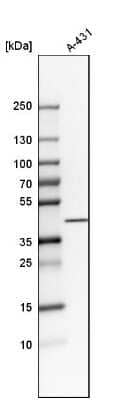 Western Blot NDFIP2 Antibody