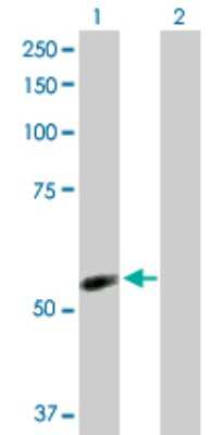 Western Blot: NDOR1 Antibody [H00027158-D01P] - Analysis of NDOR1 expression in transfected 293T cell line by NDOR1 polyclonal antibody.Lane 1: NDOR1 transfected lysate(66.80 KDa).Lane 2: Non-transfected lysate.