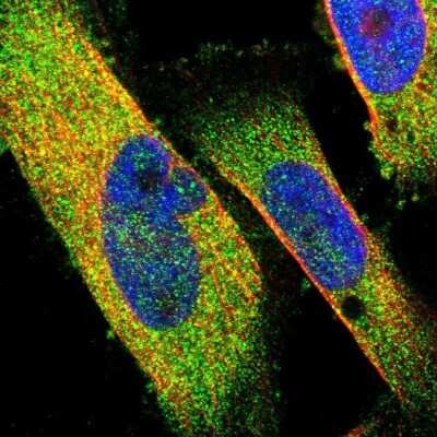 Immunocytochemistry/Immunofluorescence: NDP52 Antibody [NBP1-87872] - Staining of human cell line U-251 MG shows localization to cytosol. Antibody staining is shown in green.