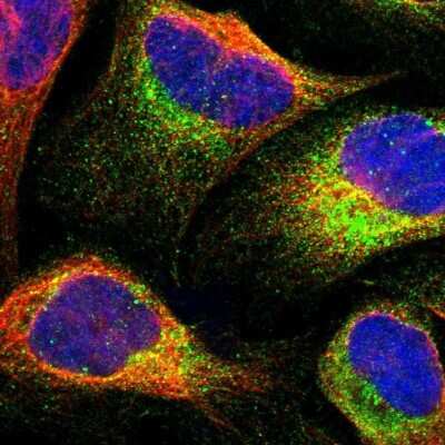 <b>Independent Antibodies Validation. </b>Immunocytochemistry/Immunofluorescence: NDP52 Antibody [NBP1-87874] - Immunofluorescent staining of human cell line U-2 OS shows localization to cytosol. Antibody staining is shown in green.