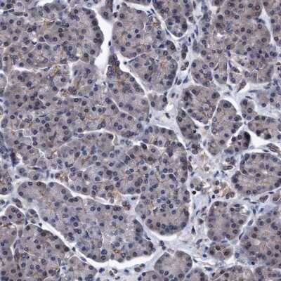 Immunohistochemistry-Paraffin: NDP52 Antibody [NBP1-87872] - Staining of human pancreas shows low expression as expected.