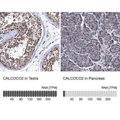 Immunohistochemistry-Paraffin: NDP52 Antibody [NBP1-87872] - Staining in human testis and pancreas tissues using anti-CALCOCO2 antibody. Corresponding CALCOCO2 RNA-seq data are presented for the same tissues.