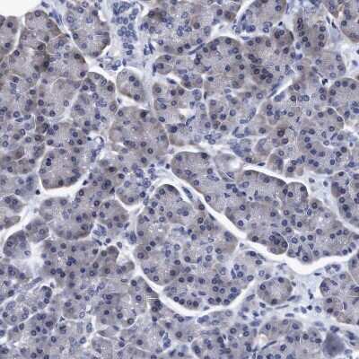 Immunohistochemistry-Paraffin: NDP52 Antibody [NBP1-87873] - Staining of human pancreas shows no positivity in exocrine glandular cells as expected.