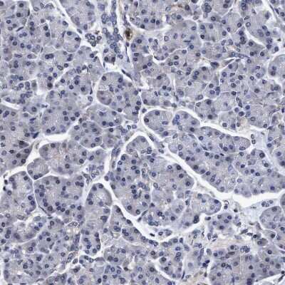 Immunohistochemistry-Paraffin: NDP52 Antibody [NBP1-87874] - Staining of human pancreas shows no positivity in exocrine glandular cells as expected.