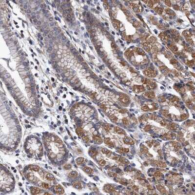 Immunohistochemistry-Paraffin: NDP52 Antibody [NBP1-87874] - Staining of human stomach shows moderate cytoplasmic positivity in glandular cells.