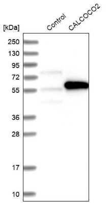 Western Blot: NDP52 Antibody [NBP1-87873] - Analysis in control (vector only transfected HEK293T lysate) and CALCOCO2 over-expression lysate (Co-expressed with a C-terminal myc-DDK tag (3.1 kDa) in mammalian HEK293T cells).