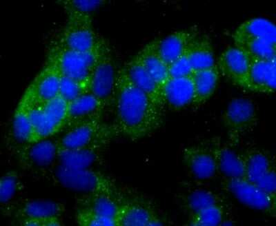 Immunocytochemistry/Immunofluorescence: NDRG1 Antibody (JM32-02) [NBP2-66969] - Staining NDRG1 in MCF-7 cells (green). The nuclear counter stain is DAPI (blue). Cells were fixed in paraformaldehyde, permeabilised with 0.25% Triton X100/PBS.
