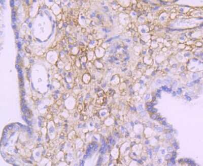 Immunohistochemistry-Paraffin: NDRG1 Antibody (JM32-02) [NBP2-66969] - Analysis of paraffin-embedded human placenta tissue using anti-NDRG1 antibody. Counter stained with hematoxylin.
