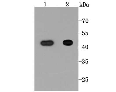 Western Blot: NDRG1 Antibody (JM32-02) [NBP2-66969] - Analysis of NDRG1 on SW480 cell (1) and mouse eye tissue (2) lysate using anti-NDRG1 antibody at 1/1,000 dilution.