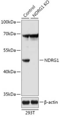 Western Blot: NDRG1 Antibody [NBP3-03516] - Analysis of extracts from normal (control) and NDRG1 knockout (KO) 293T cells, using NDRG1 antibody at 1:1000 dilution. Secondary antibody: HRP Goat Anti-Rabbit IgG (H+L) at 1:10000 dilution. Lysates/proteins: 25ug per lane. per lane. Blocking buffer: 3% nonfat dry milk in TBST.