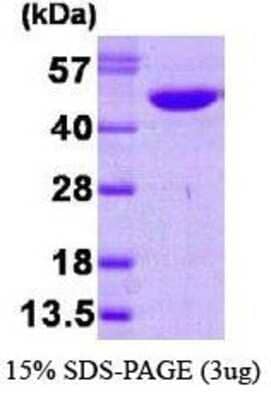 SDS-Page: NDRG1 Protein [NBP1-30231] - NDRG1, 43.9 kDa (402aa), confirmed by MALDI-TOF with a purity of 95% by SDS - PAGE