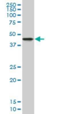 Western Blot: NDRG2 Antibody (1D12) [H00057447-M06] - Analysis of NDRG2 expression in A-431 (Cat # L015V1).