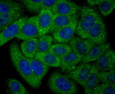 Immunocytochemistry/Immunofluorescence: NDRG2 Antibody [NBP2-76951] - ICC staining NDRG2 in HepG2 cells (green). The nuclear counter stain is DAPI (blue). Cells were fixed in paraformaldehyde, permeabilised with 0.25% Triton X100/PBS.