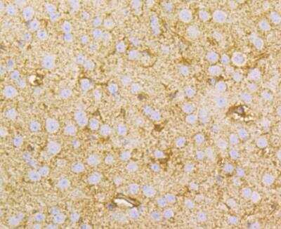 Immunohistochemistry: NDRG2 Antibody [NBP2-76951] - Immunohistochemical analysis of paraffin-embedded mouse brain tissue using anti-NDRG2 antibody. Counter stained with hematoxylin.