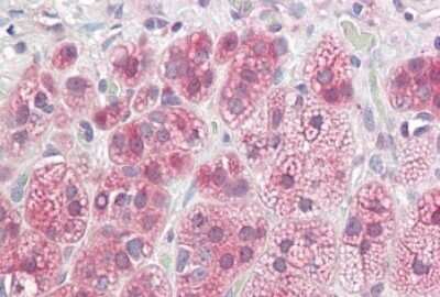 Immunohistochemistry-Paraffin: NDRG2 Antibody [NBP1-72052] - 3.75ug/ml staining of paraffin embedded Human Adrenal Gland. Steamed antigen retrieval with citrate buffer pH 6, AP-staining.