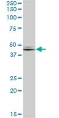 Western Blot: NDRG2 Antibody [H00057447-B01P] - Analysis of NDRG2 expression in rat brain.