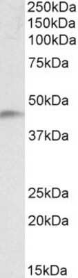 Western Blot: NDRG2 Antibody [NBP1-72052] - (0.1ug/ml) staining of Human Temporal Cortex lysate (35ug protein in RIPA buffer). Primary incubation was 1 hour. Detected by chemiluminescence.